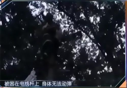 珠江電纜快訊|男子觸電被困，家屬怒斥消防員“帶電也得救”！